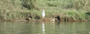 Nepal Koshi Birding Tour