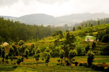 Nilgiri