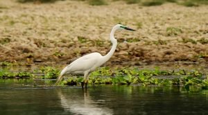 bird-in-chitwan