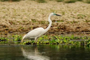 bird-in-chitwan