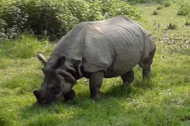 chitwan-national-park