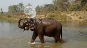 chitwan-national-park-elephant