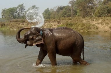 chitwan-national-park-elephant