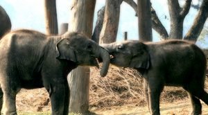 chitwan-np-two-child-elephan