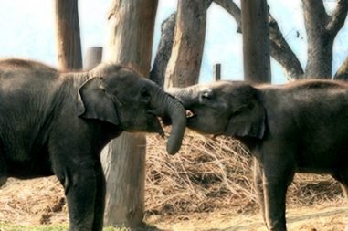 chitwan-np-two-child-elephan