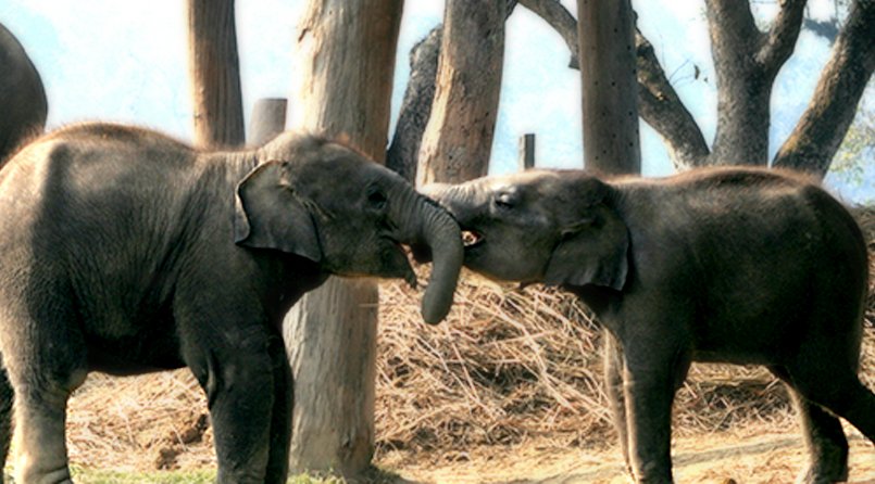 Chitwan Economic Package